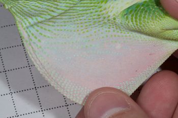 Media type: image;   Herpetology R-189458